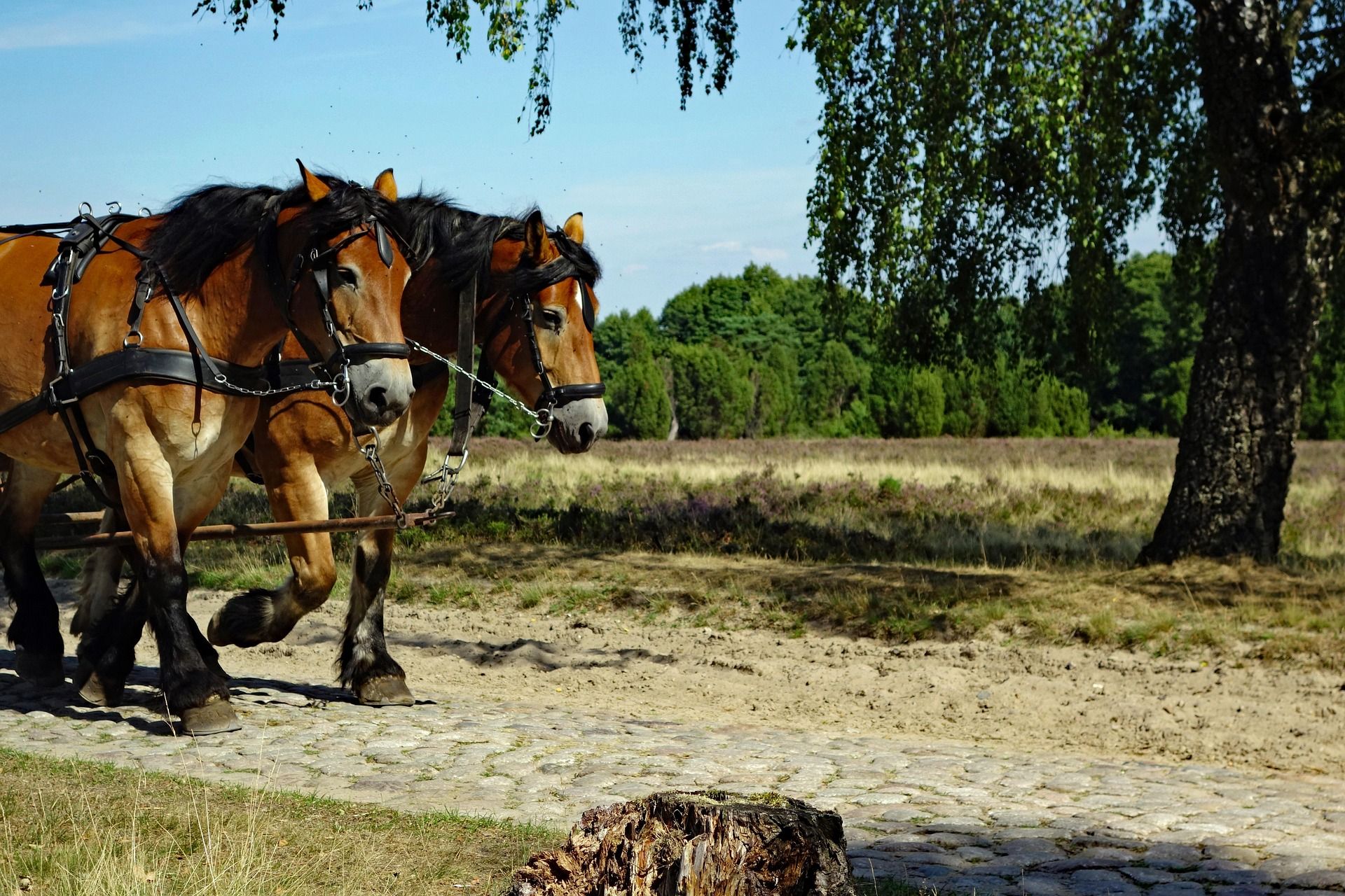 Undeloh, Landschaftsimpression